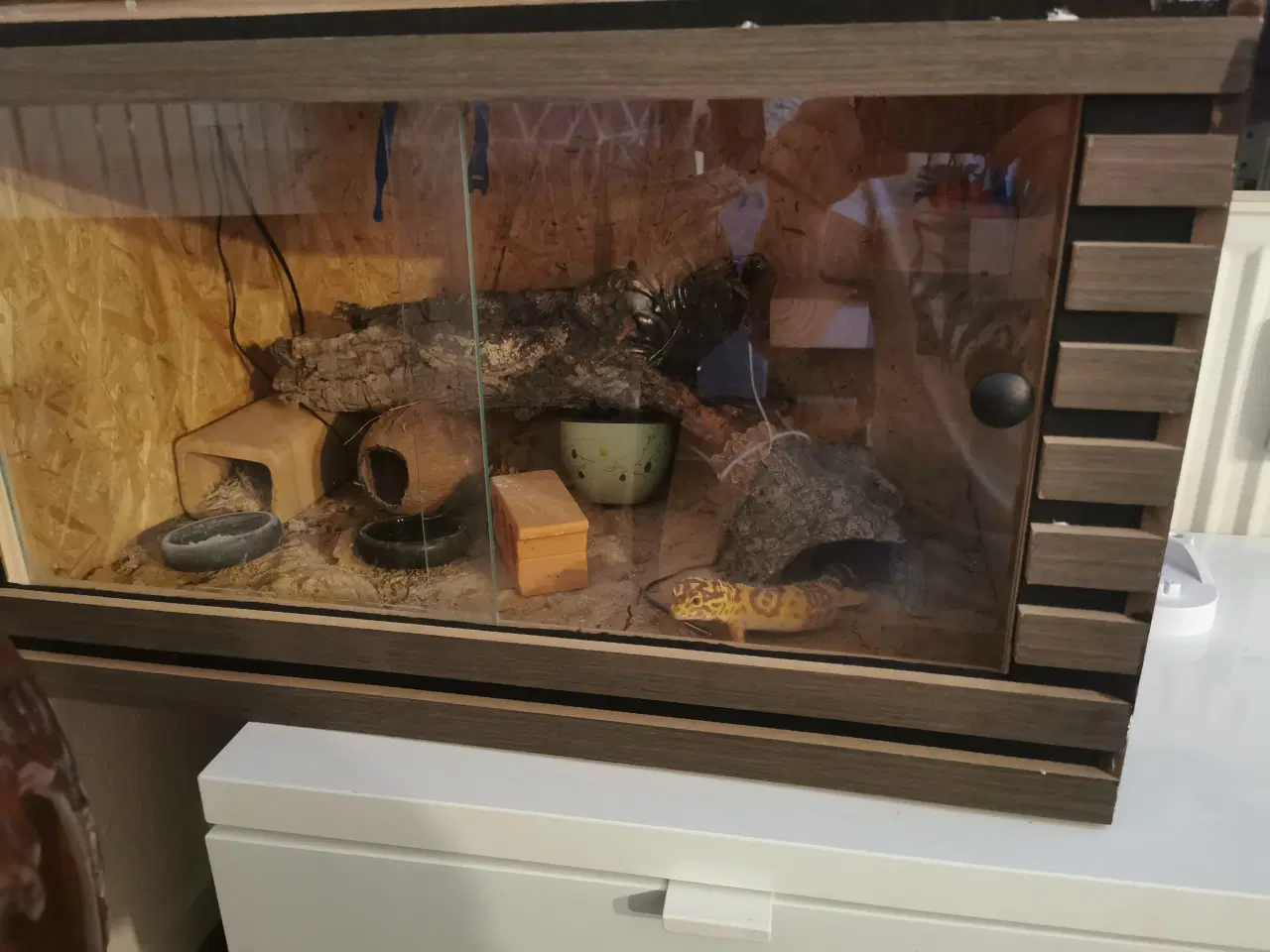 Billede 5 - Leopardgekko med terrarium 