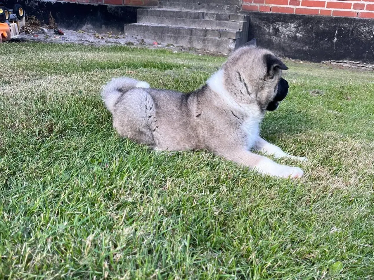 Billede 9 - Hundehvalpe Akita American 