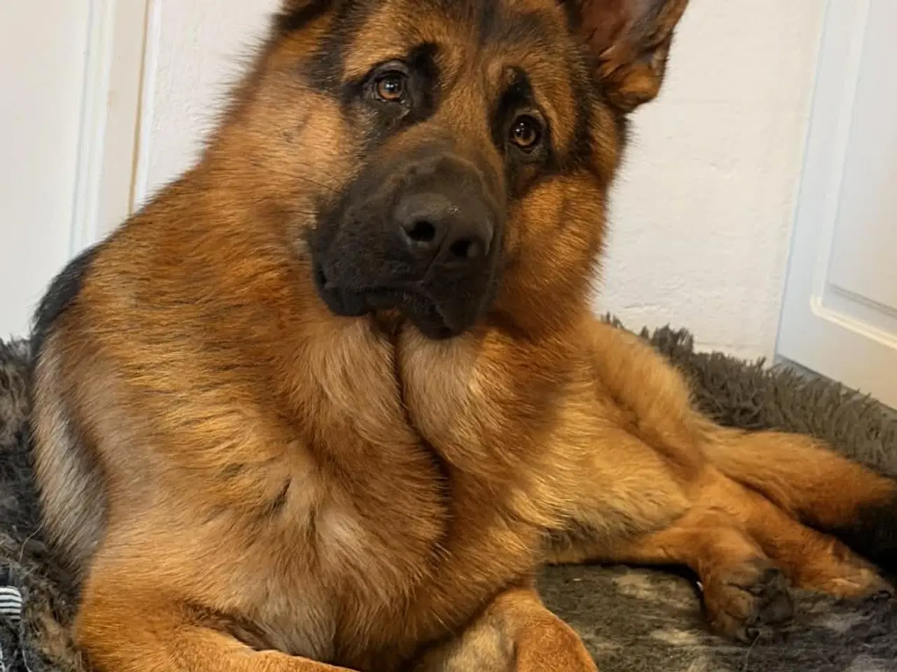 Billede 1 - Smuk, dejlig og kærlig schæferhan på 17 måneder