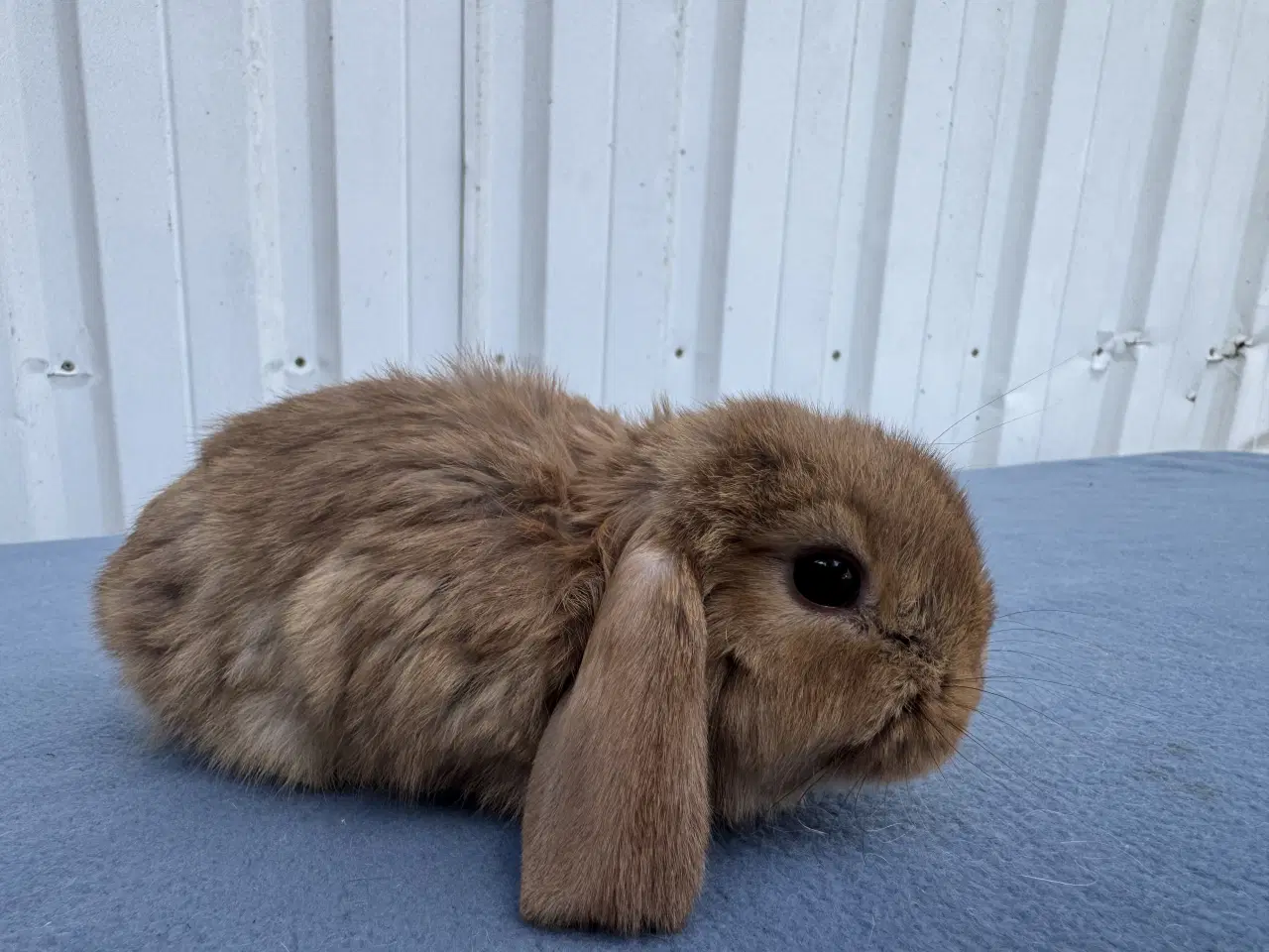 Billede 4 - Dværgvædder hunkanin