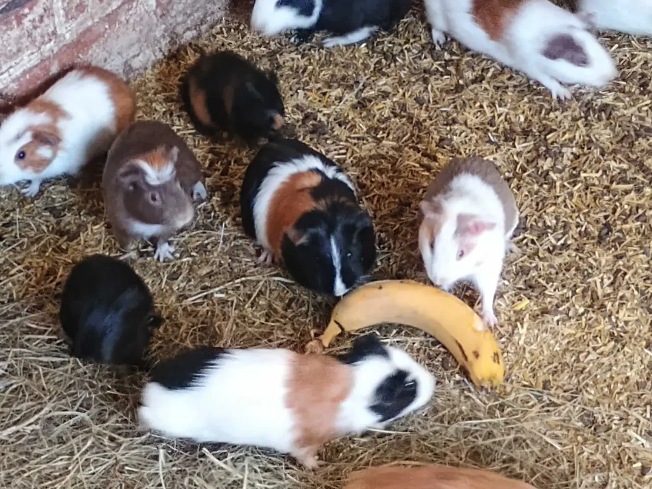 Billede 1 - Marsvin unger