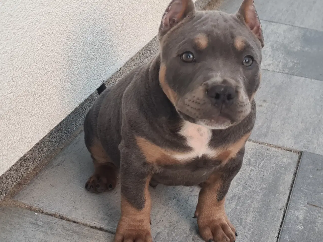 Billede 3 - American Bully Dreng blutricolor