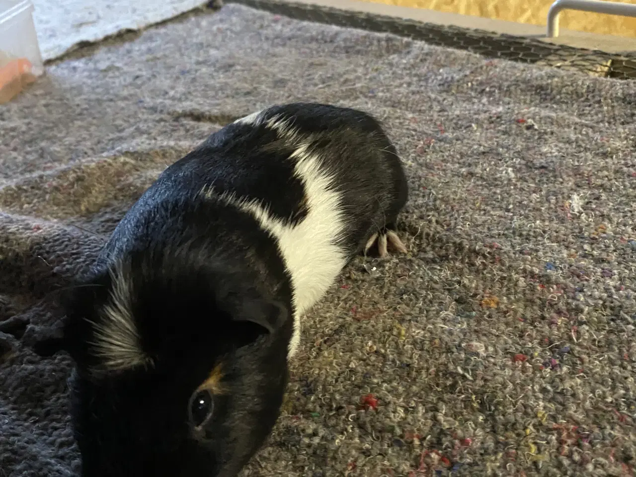 Billede 5 - 4 marsvine hanner sælges