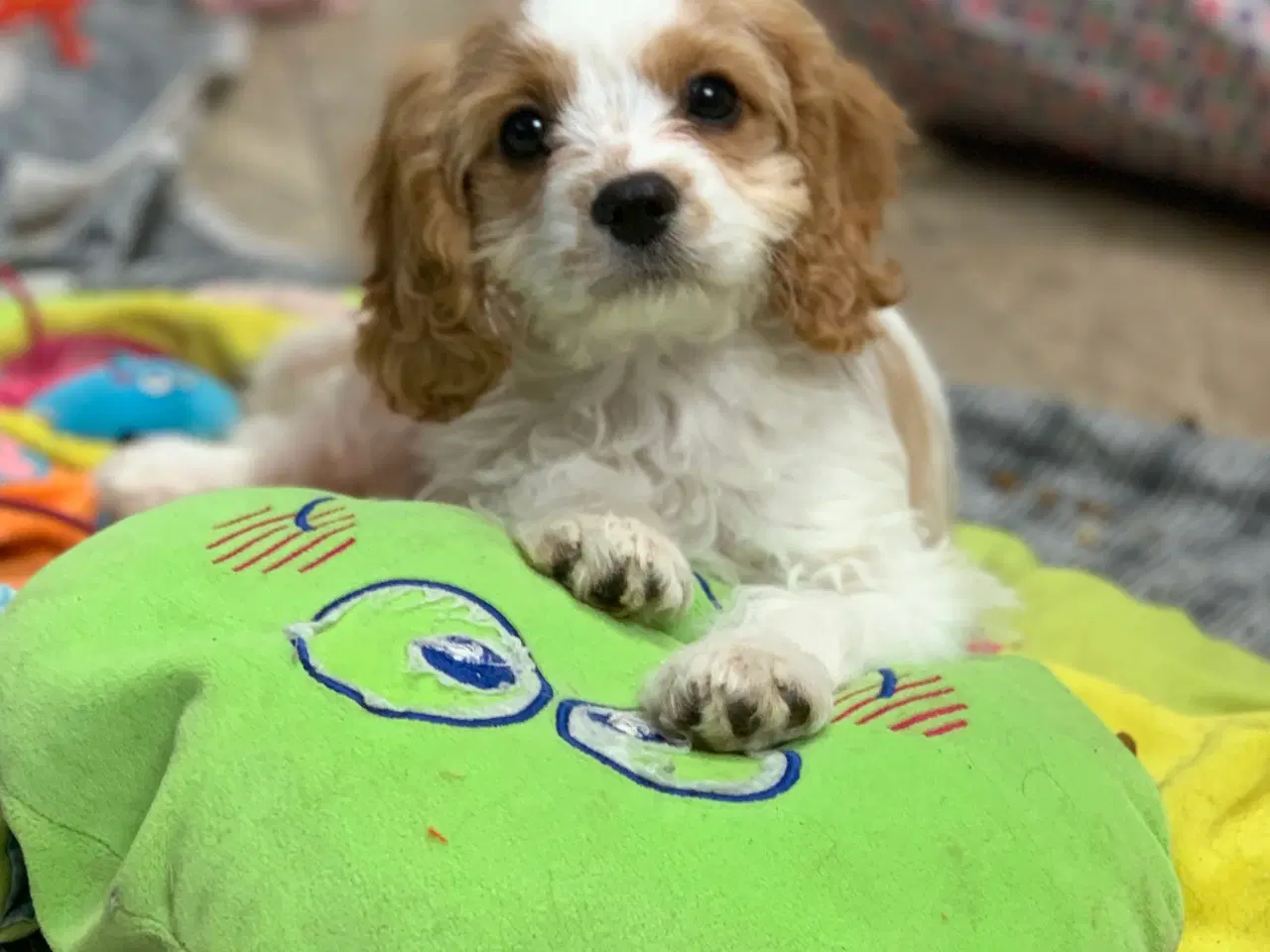 Billede 13 - Den yndigste cavapoo dreng er rejseklar 