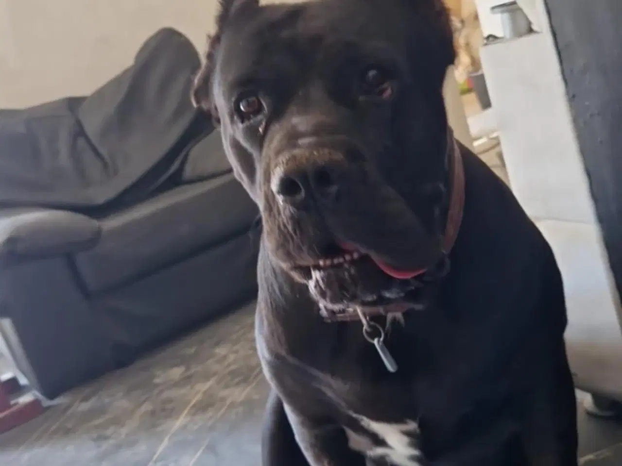 Billede 15 - Cane Corso