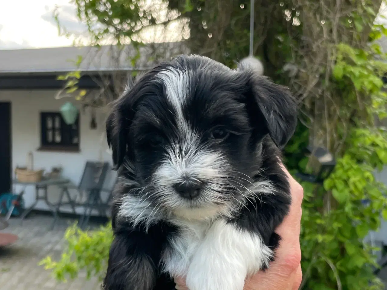 Billede 1 - Dejlige Bichon Havanais hvalpe
