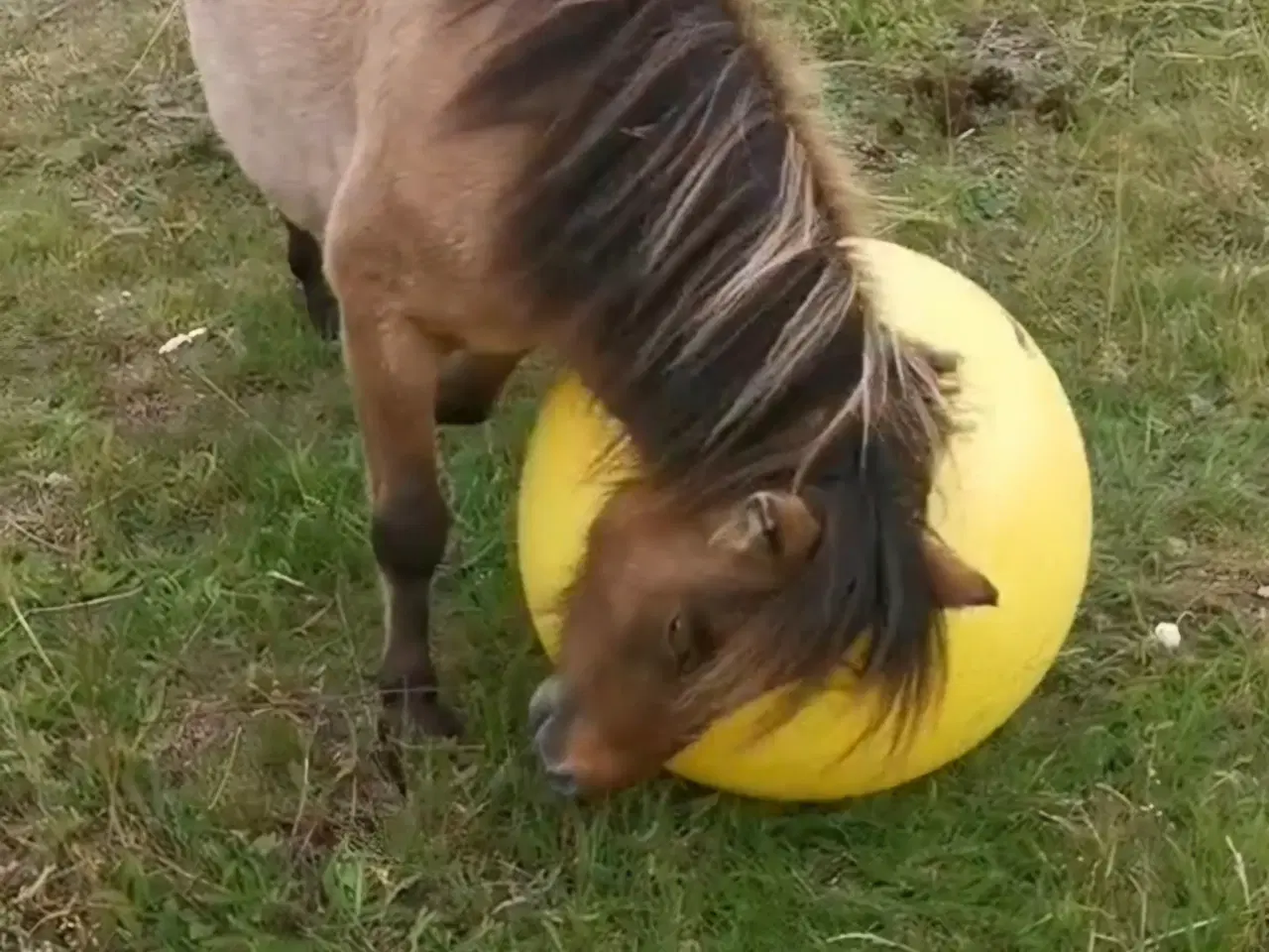 Billede 6 - Skønneste små "lopper" ❤️ 