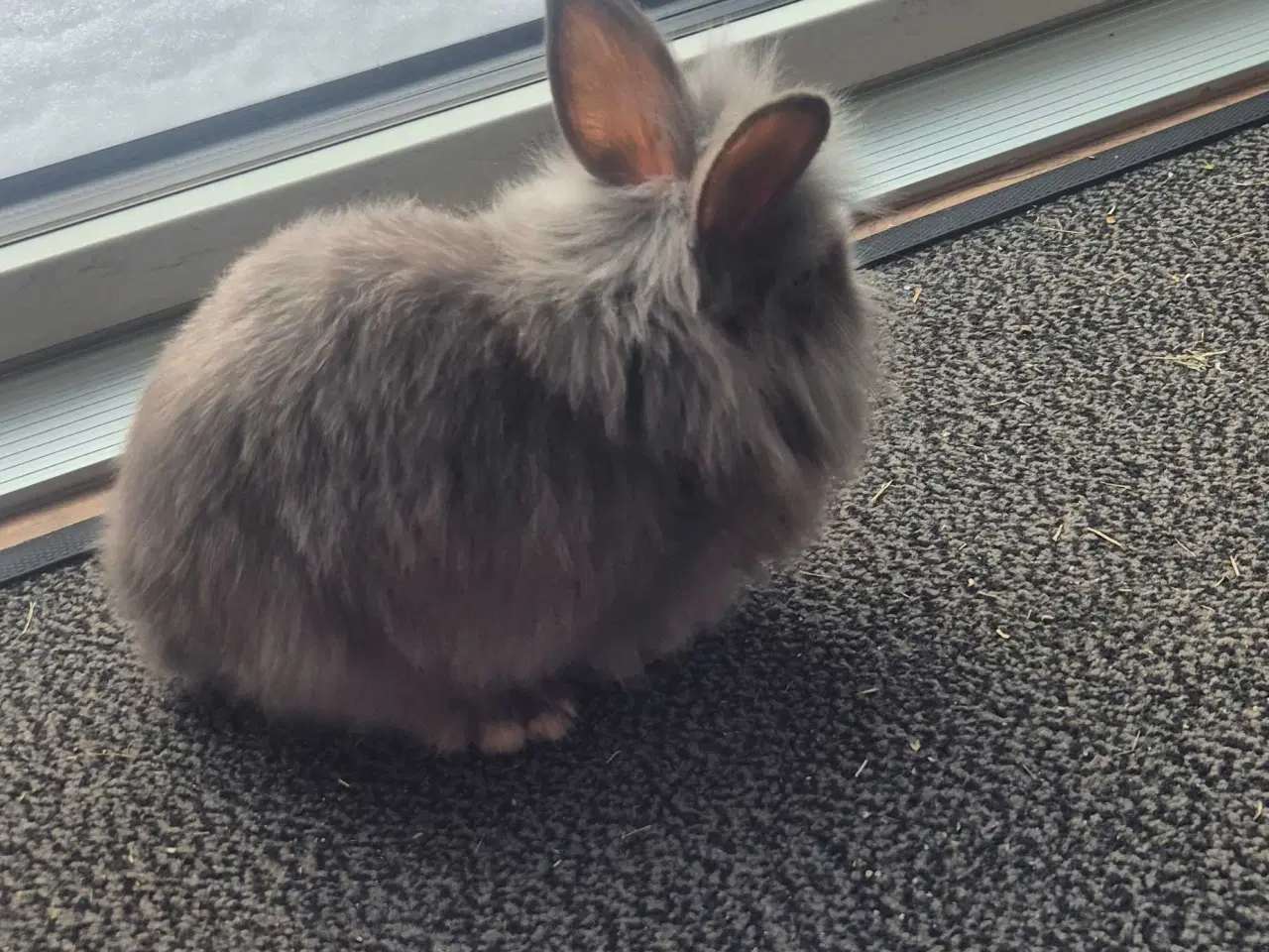 Billede 5 - 5 søde kaninunger til salg 