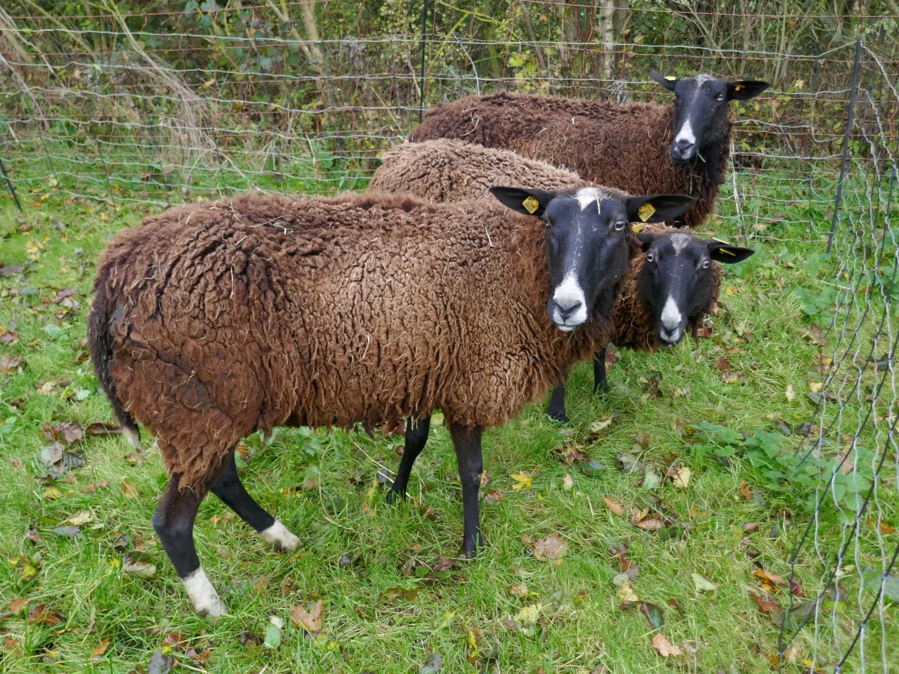 Billede 3 - Zwartbles piger, m3, vaccinerede