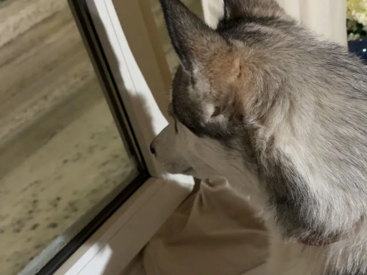 Billede 5 - Hund til salg 