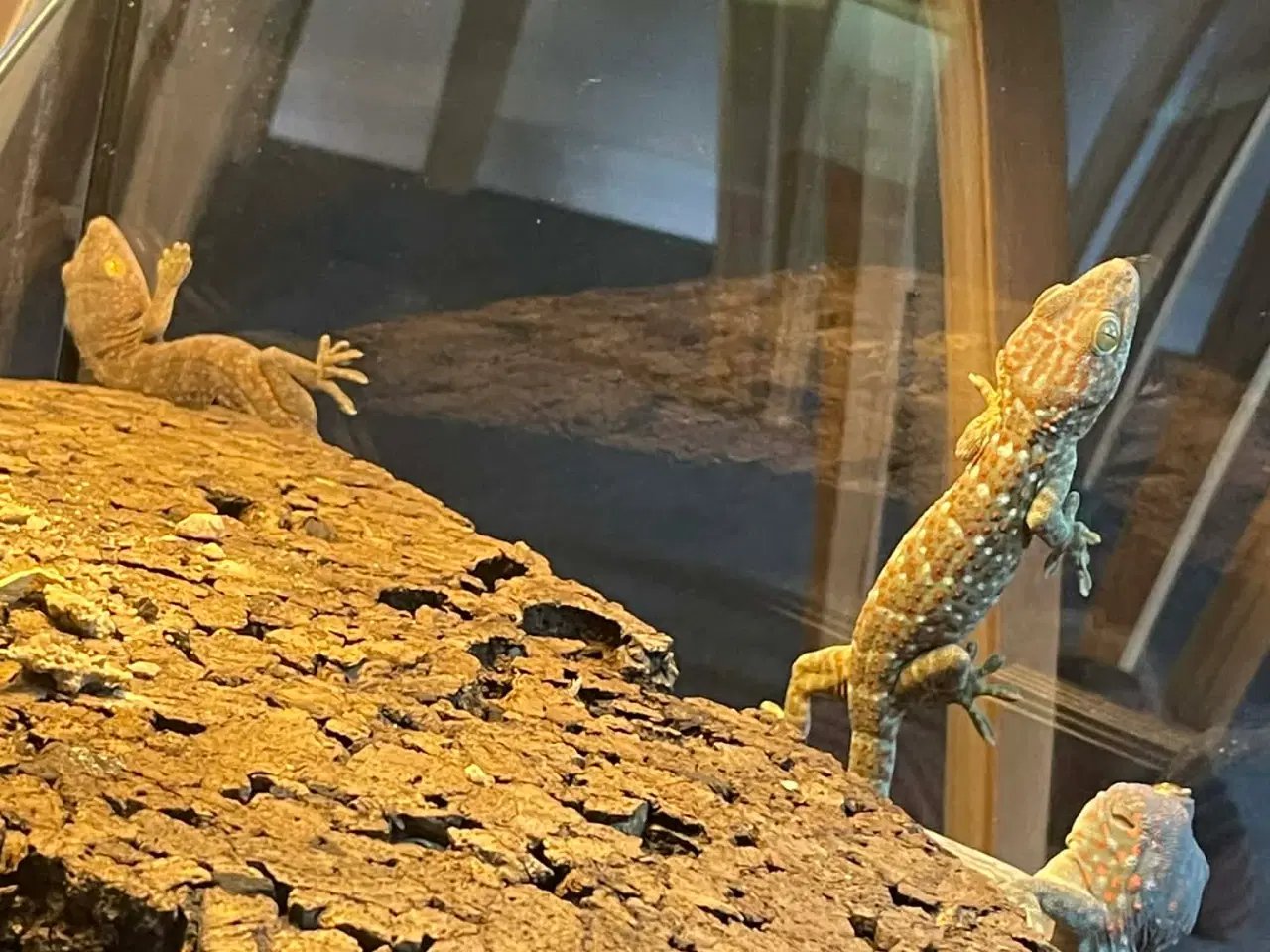 Billede 4 - Gekko unger af Tokay gekko 