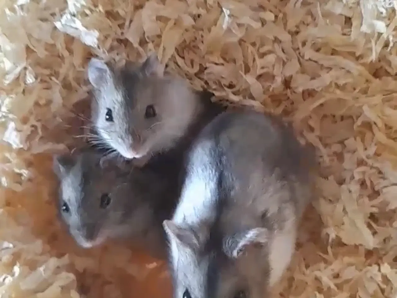 Billede 4 - Hamster