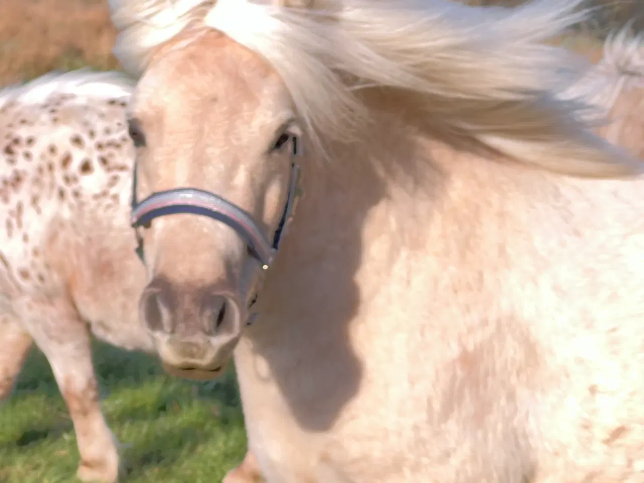 Billede 1 - Smuk Palomino Hoppe med føl 