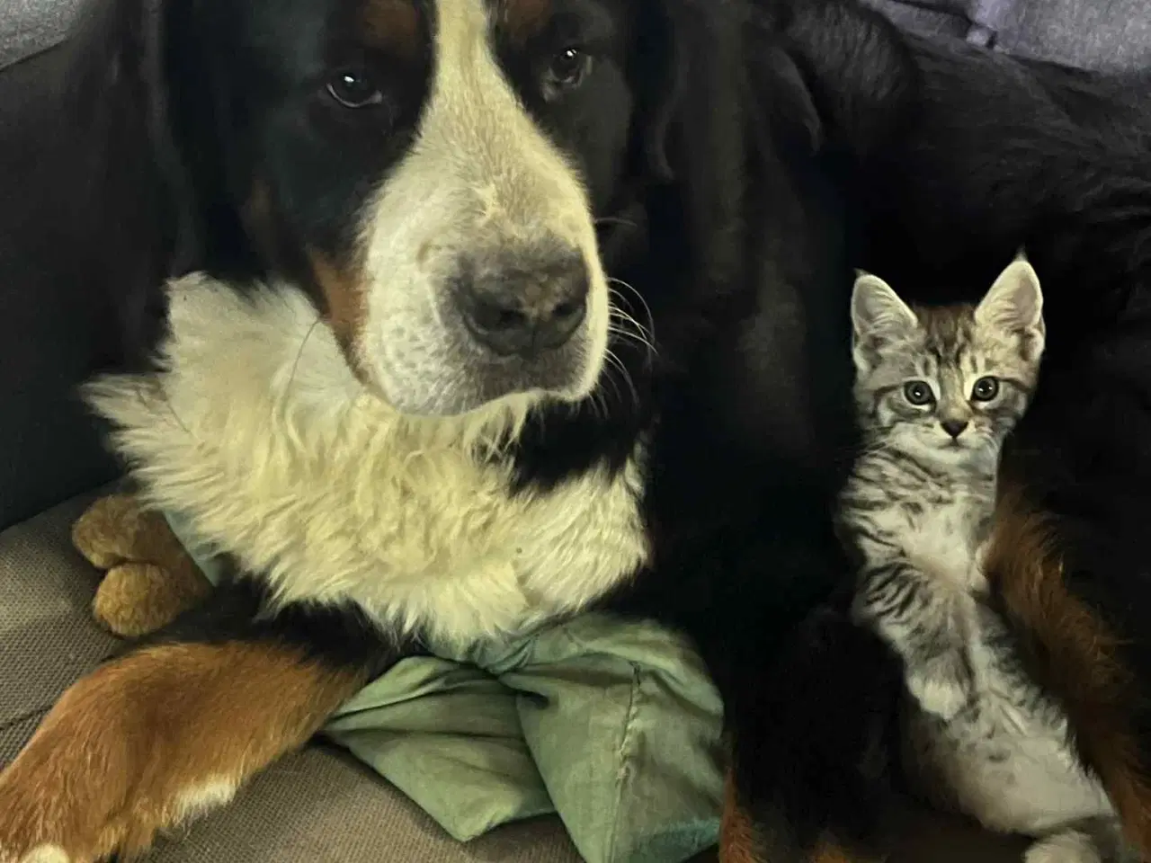 Billede 7 - Maine Coon blandning 