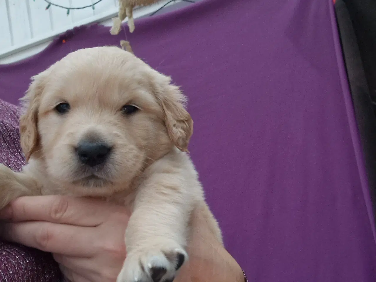 Billede 9 - Golden retriever hvalpe