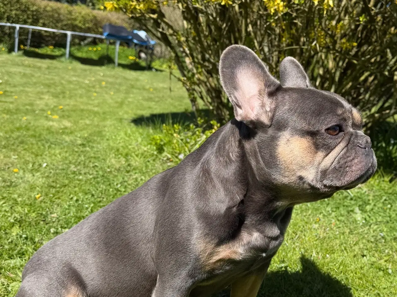 Billede 1 - Fransk bulldog hvalpe på vej 🐶