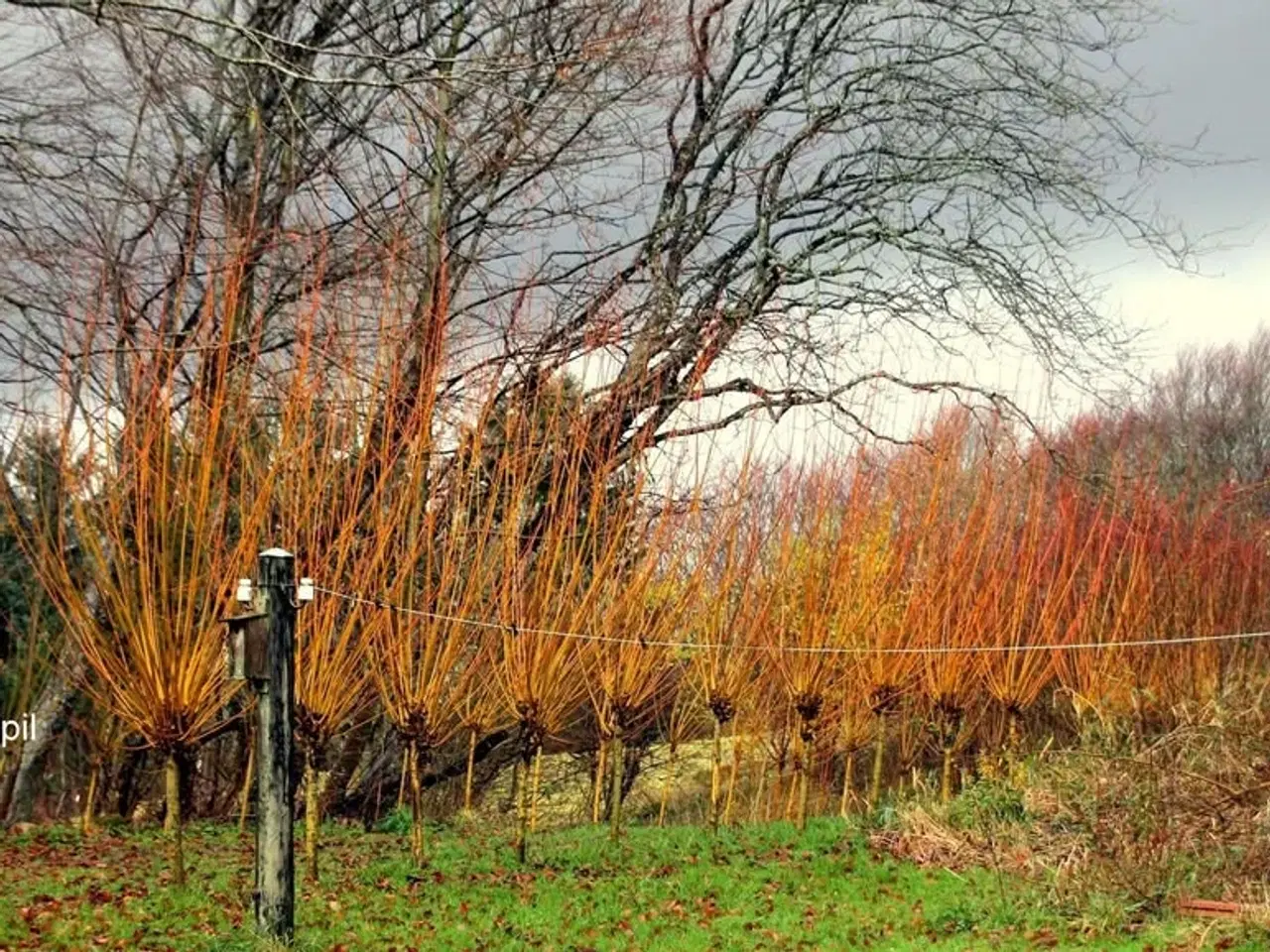Billede 2 - Pilestiklinger til levende hegn/hæk 2026