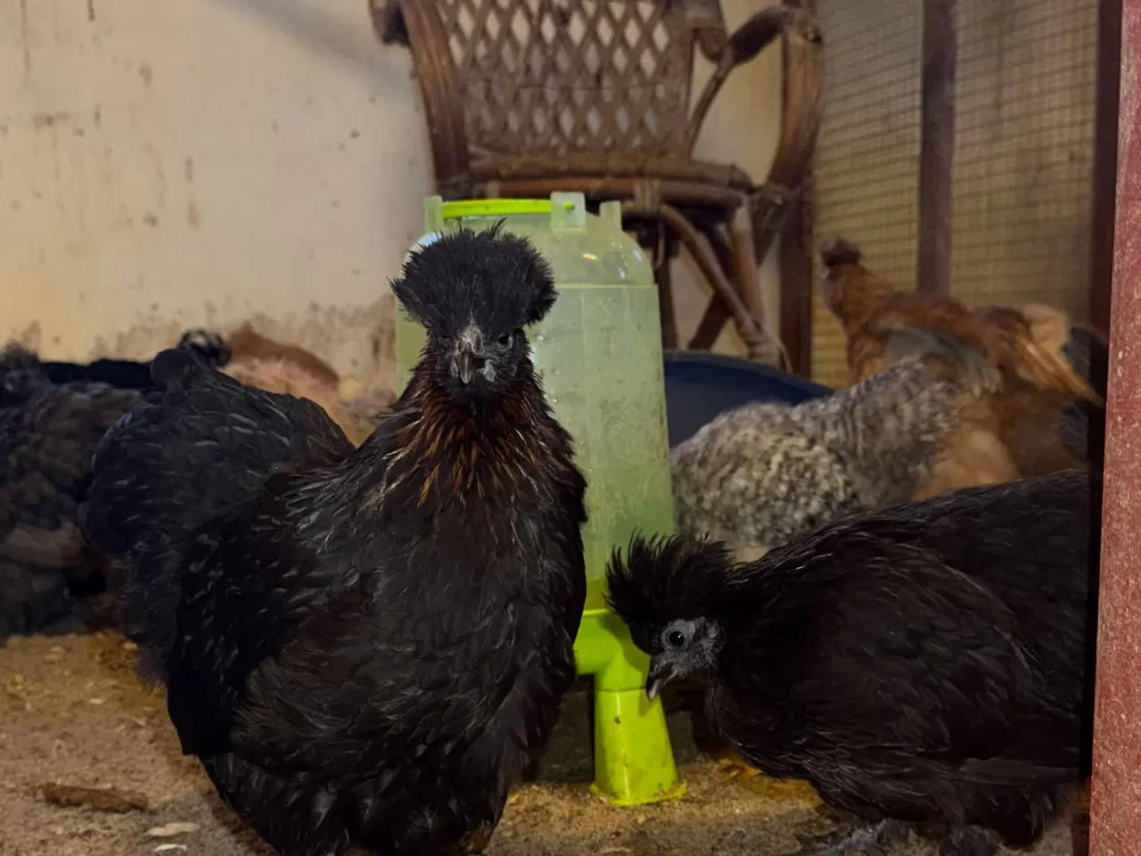 Billede 3 - Dværg blandings høner
