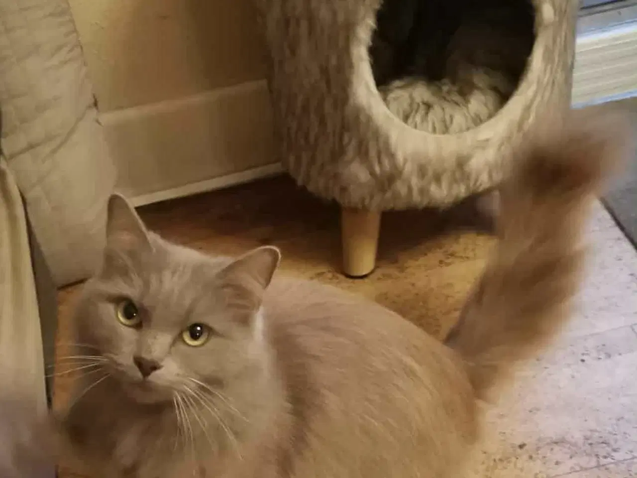 Billede 1 - Sød Ragdoll/Maine coon hunkat søger nyt hjem.