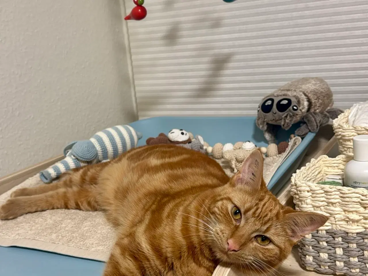 Billede 4 - Sød hunkat søger nyt hjem 