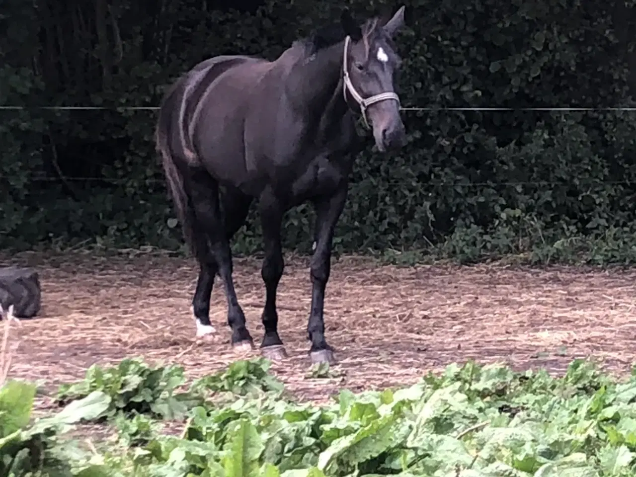Billede 2 - Svensk travhoppe