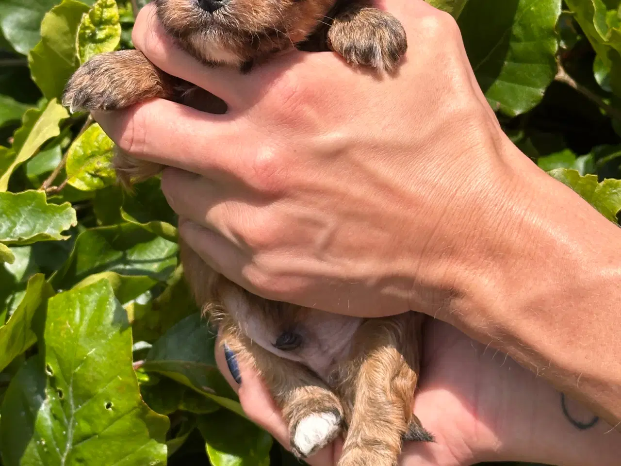 Billede 5 - Skønne Maltipoo - rejseklar uge 30