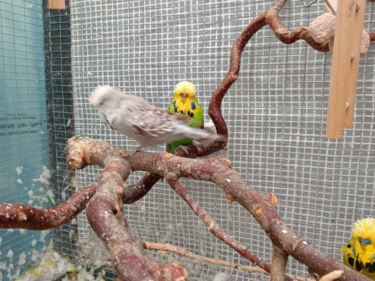 Billede 8 - Undulat familie søger nyt hjem.