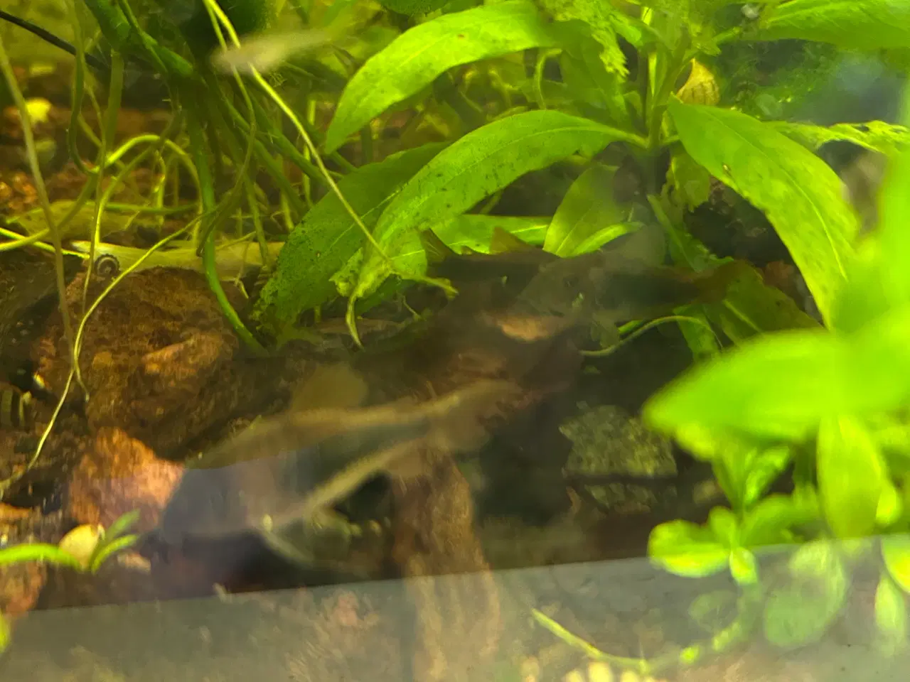 Billede 4 - 🐟 Kobber pansermaller 3-4 cm  | Afhent Viby J