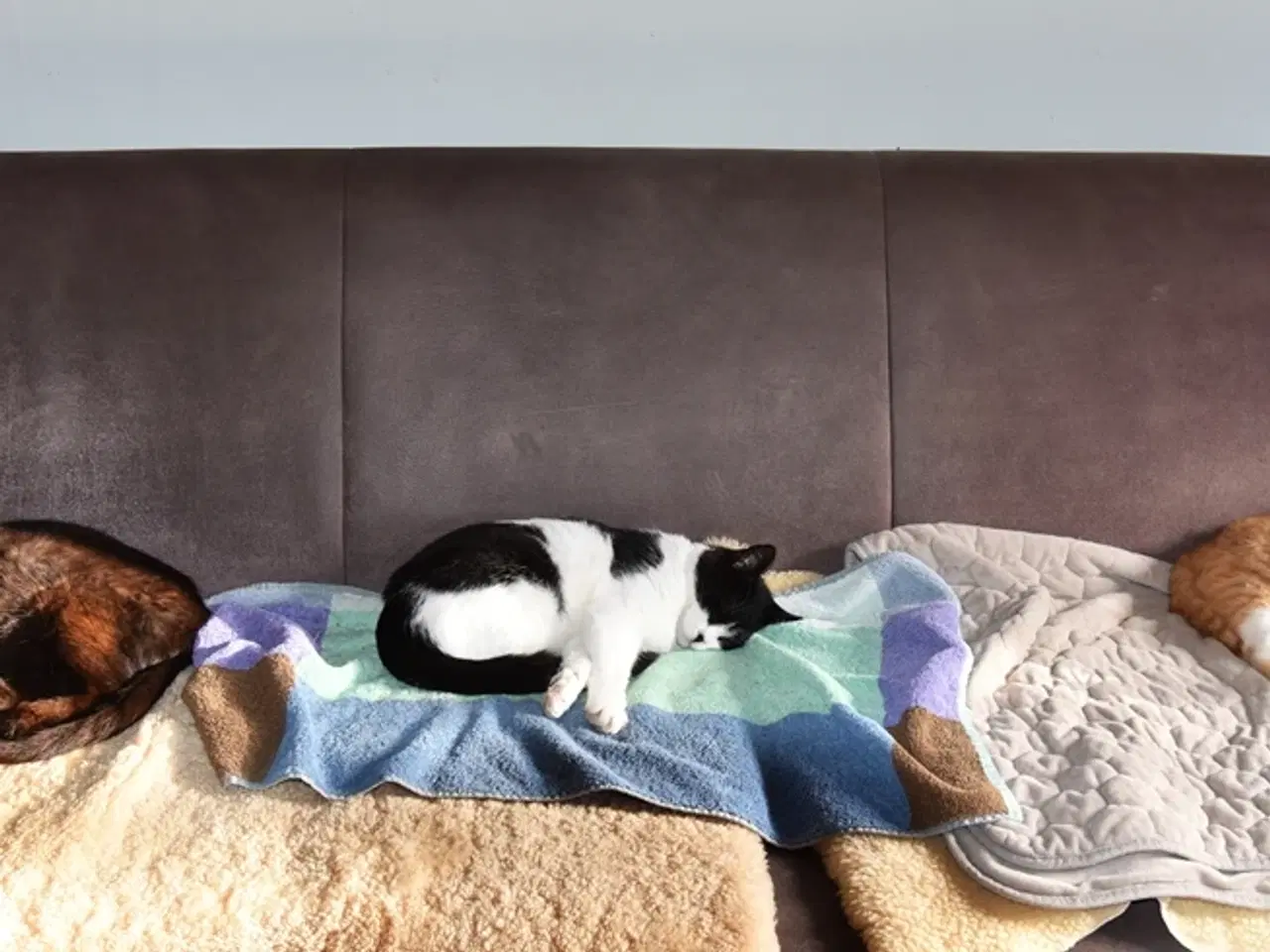 Billede 9 - Statslig Britisk Bombay-hankat søger nyt hjem