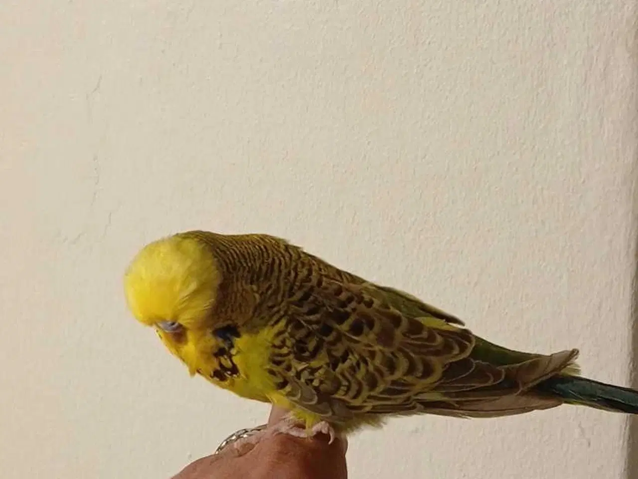 Billede 1 - Engelsk undulat han