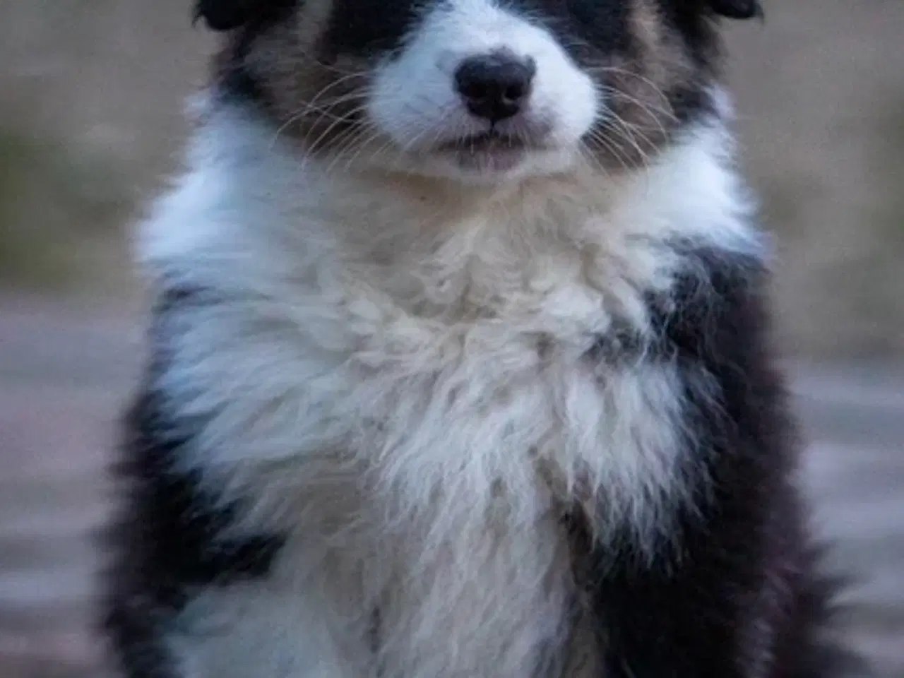 Billede 1 - Australian Shepherd hvalp