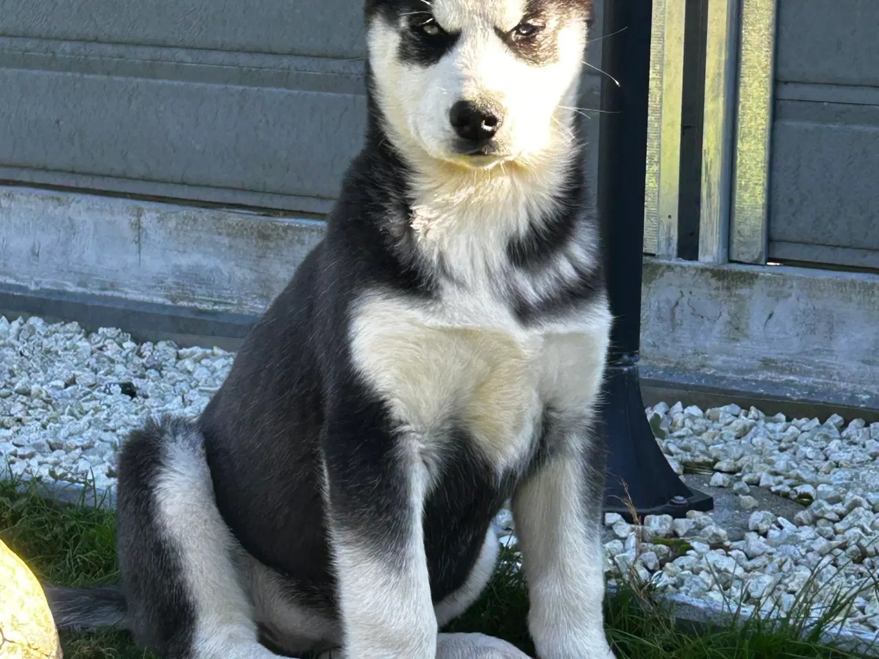 Billede 1 - 2 flotte husky piger