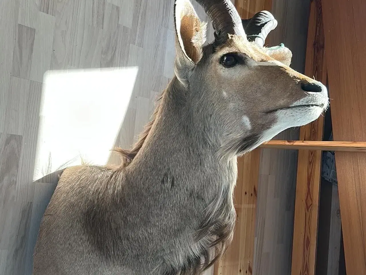 Billede 1 - Udstoppet Kudu