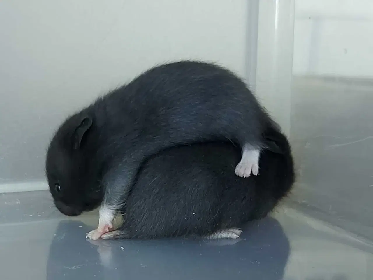 Billede 15 - Guldhamster unger