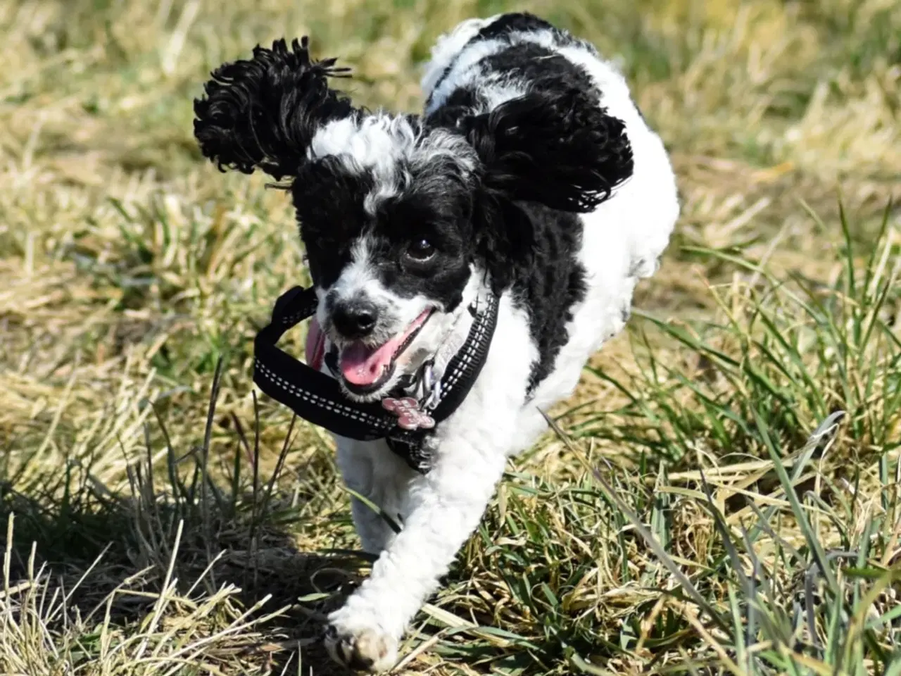 Billede 7 - To fantastiske hund søger hjem sammen