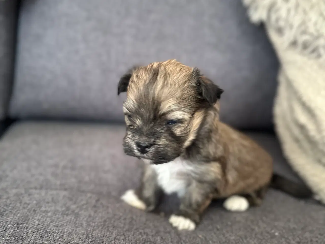 Billede 18 - Lhasa apso hvalpe