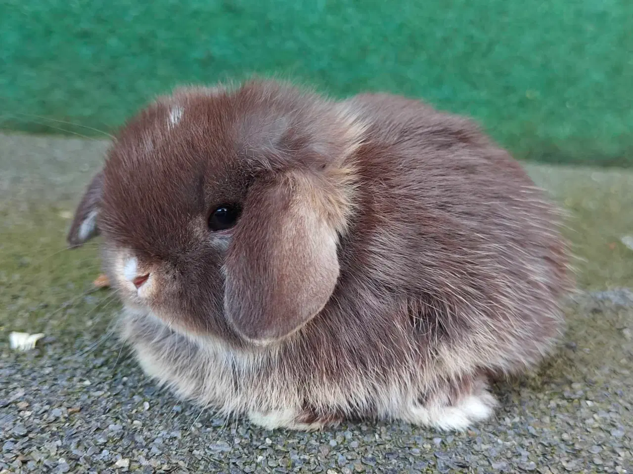 Billede 7 - Minilop hanunge