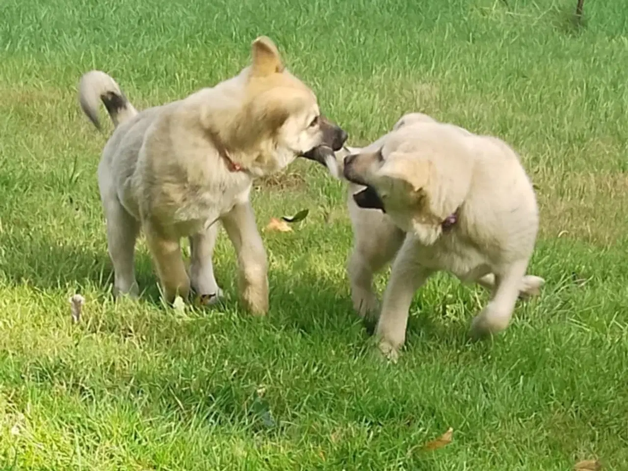 Billede 16 - Husky blandinger 
