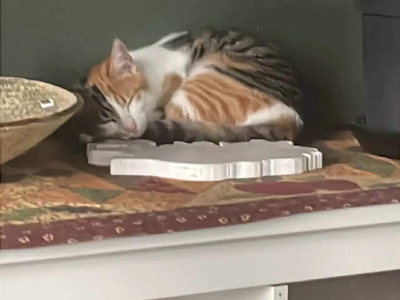 Billede 3 - hun kat mangler nyt  hjem 