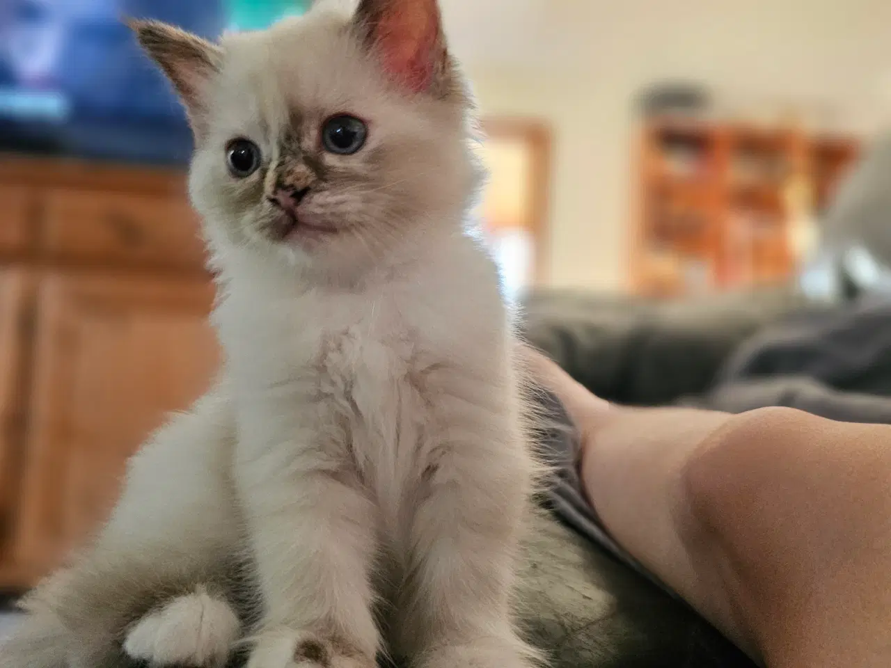 Billede 4 - Hellig birma/ragdoll blandinger