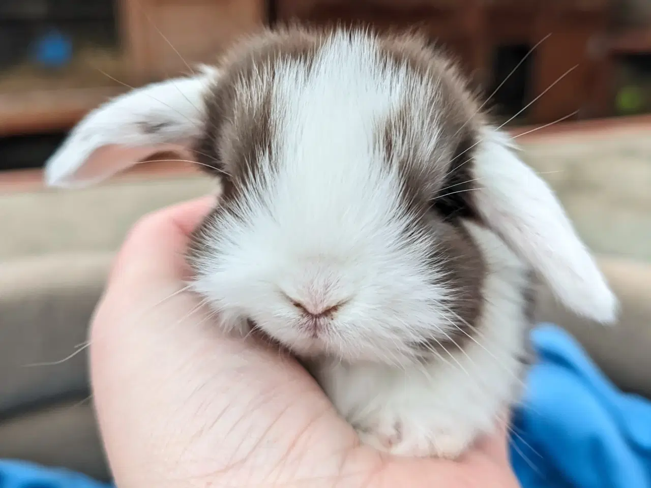 Billede 5 - Minilop kaninunge sælges 