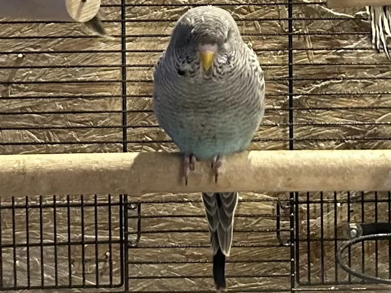 Billede 19 - Blackface undulater 