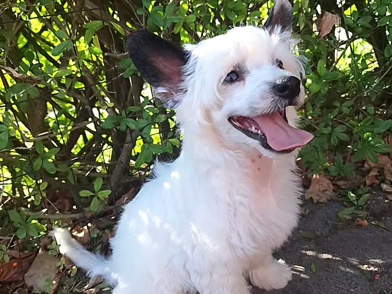 Billede 4 - Chinese Crested powder puff med DKK stambog