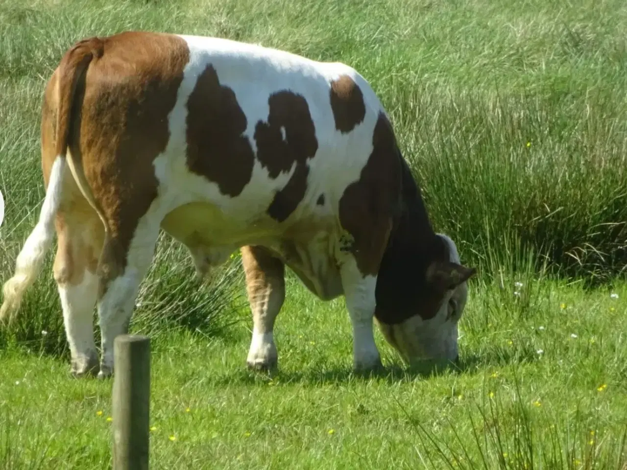 Billede 2 - Flot simmentaler tyr 