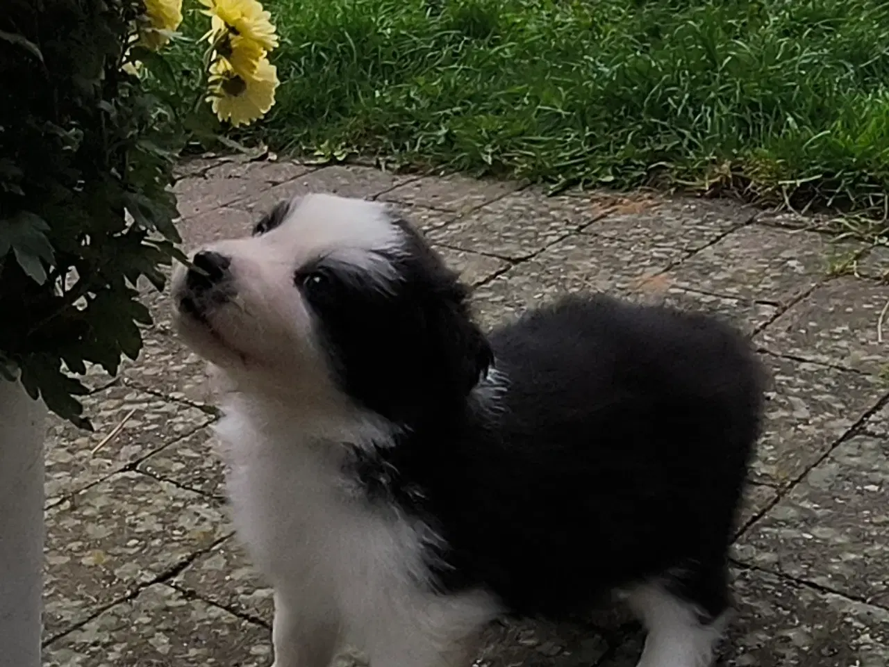 Billede 3 - Hvalpe  stamtavle FC-I Border Collie ADHD, Agility