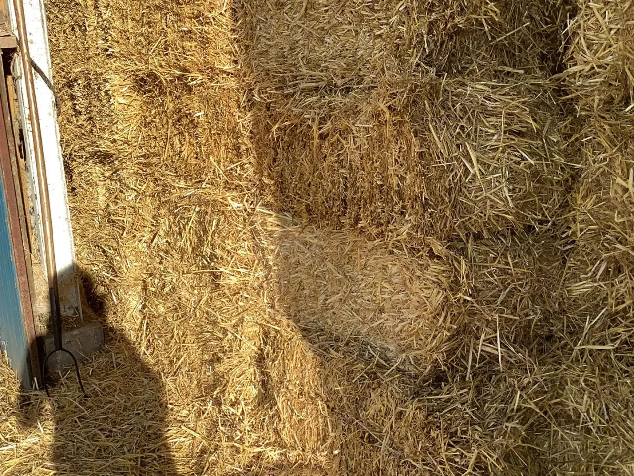 Billede 2 - 1. Klasses vårbyghalm