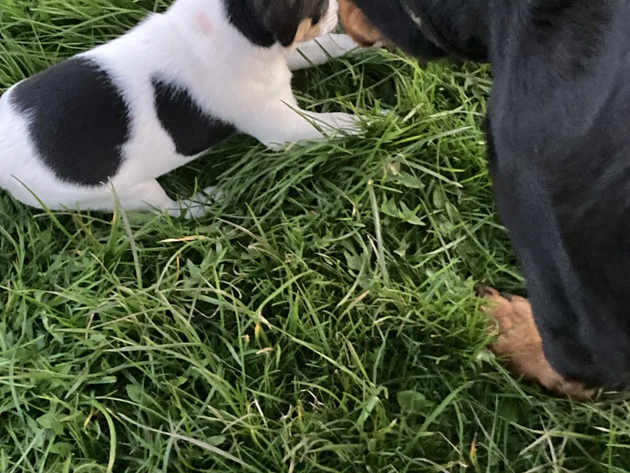 Billede 3 - 2 stk dejlige hanhunde 