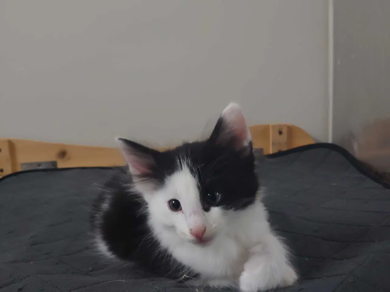 Billede 1 - Norsk skovkat