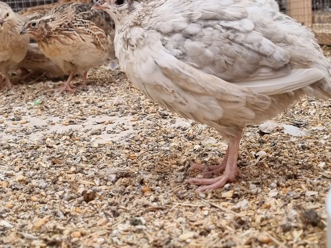 Billede 2 - Jumbo vagtler kokke 