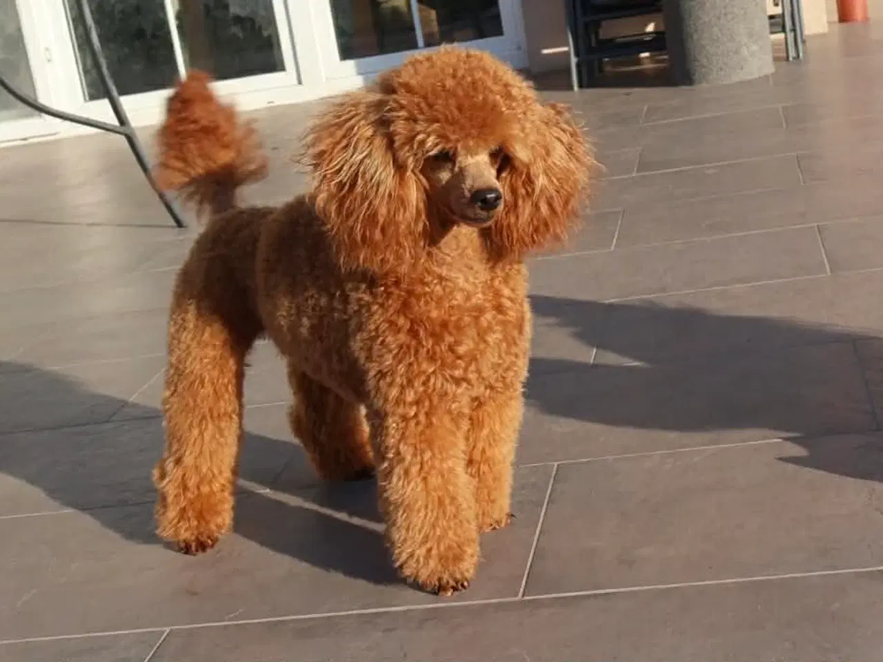 Billede 3 - Toy / dværg  puddel til parring 